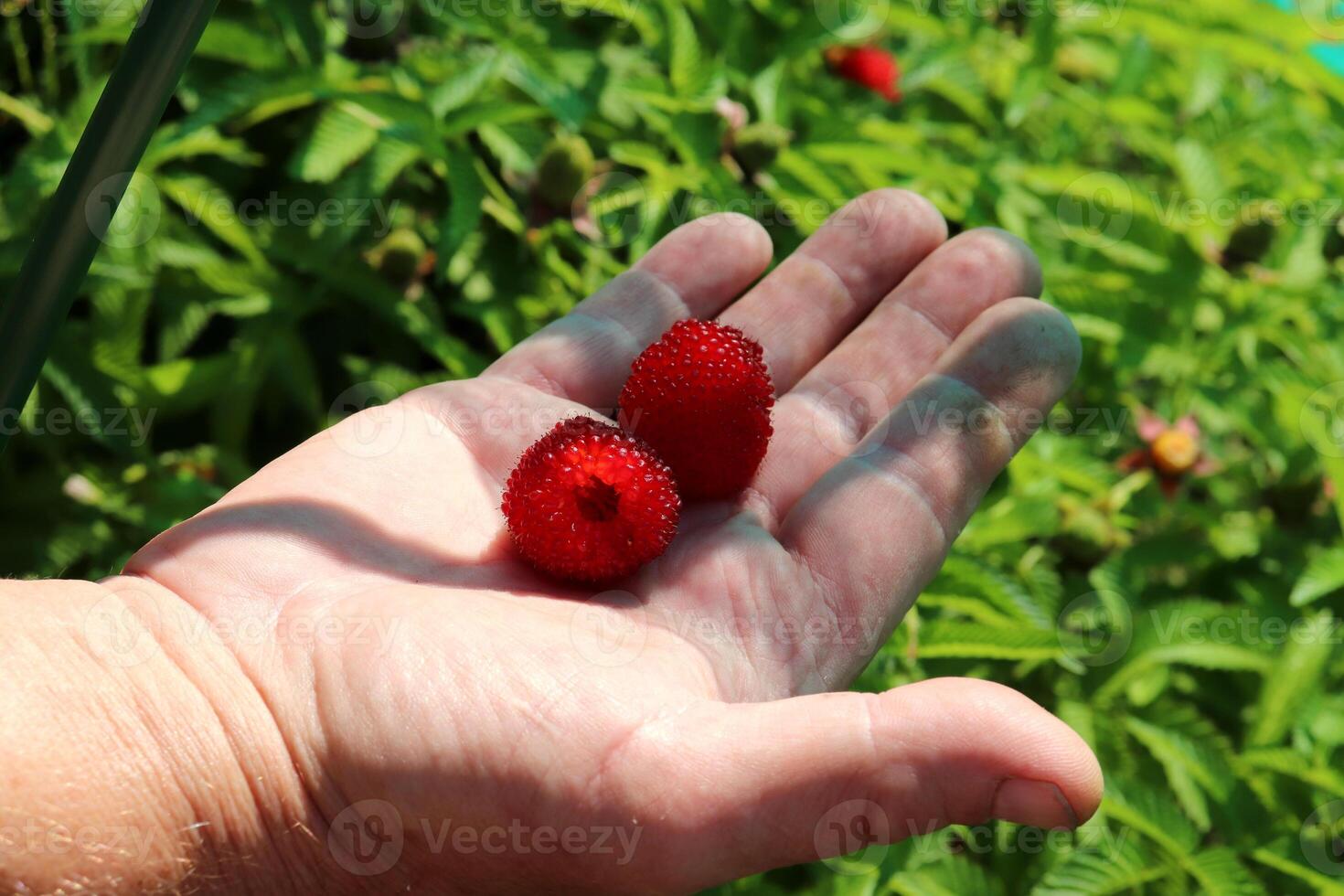 ripe red berries of Tibetan raspberry on a mature male palm in partial shade photo