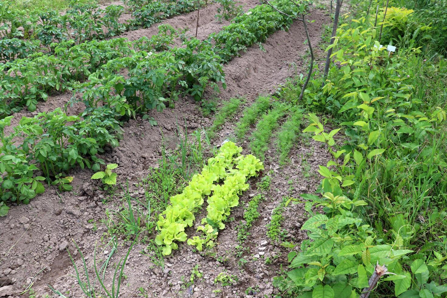 Vegetable beds with lettuce, dill, onions and potatoes in a vegetable garden photo