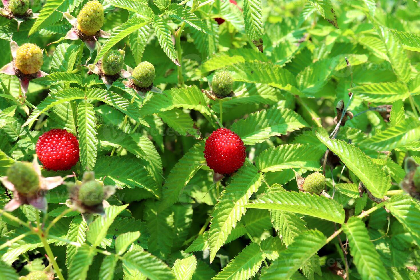 Ripe red and unripe green berries of Tibetan raspberry on a bush photo