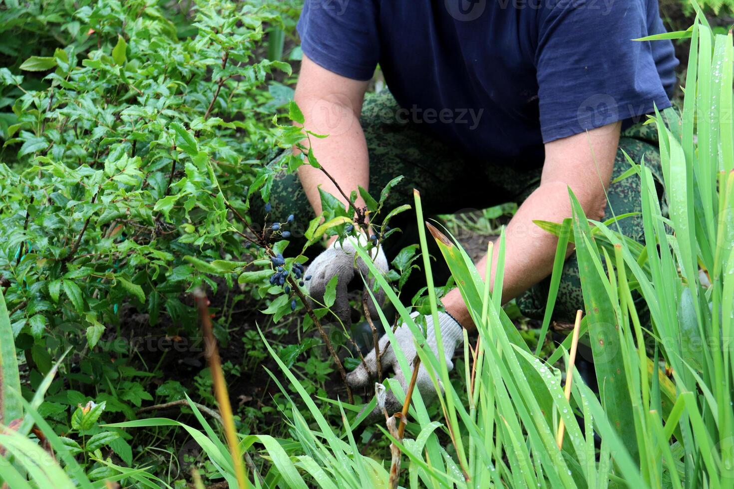 Retired gardener in gloves tending honeysuckle berry bush in garden photo