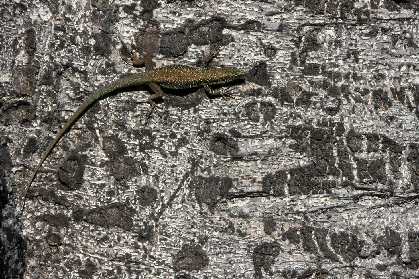 Madeiran wall lizard basking on a tree in Funchal, Madeira Island. Capturing the vibrant colors and natural habitat of this unique reptile. photo