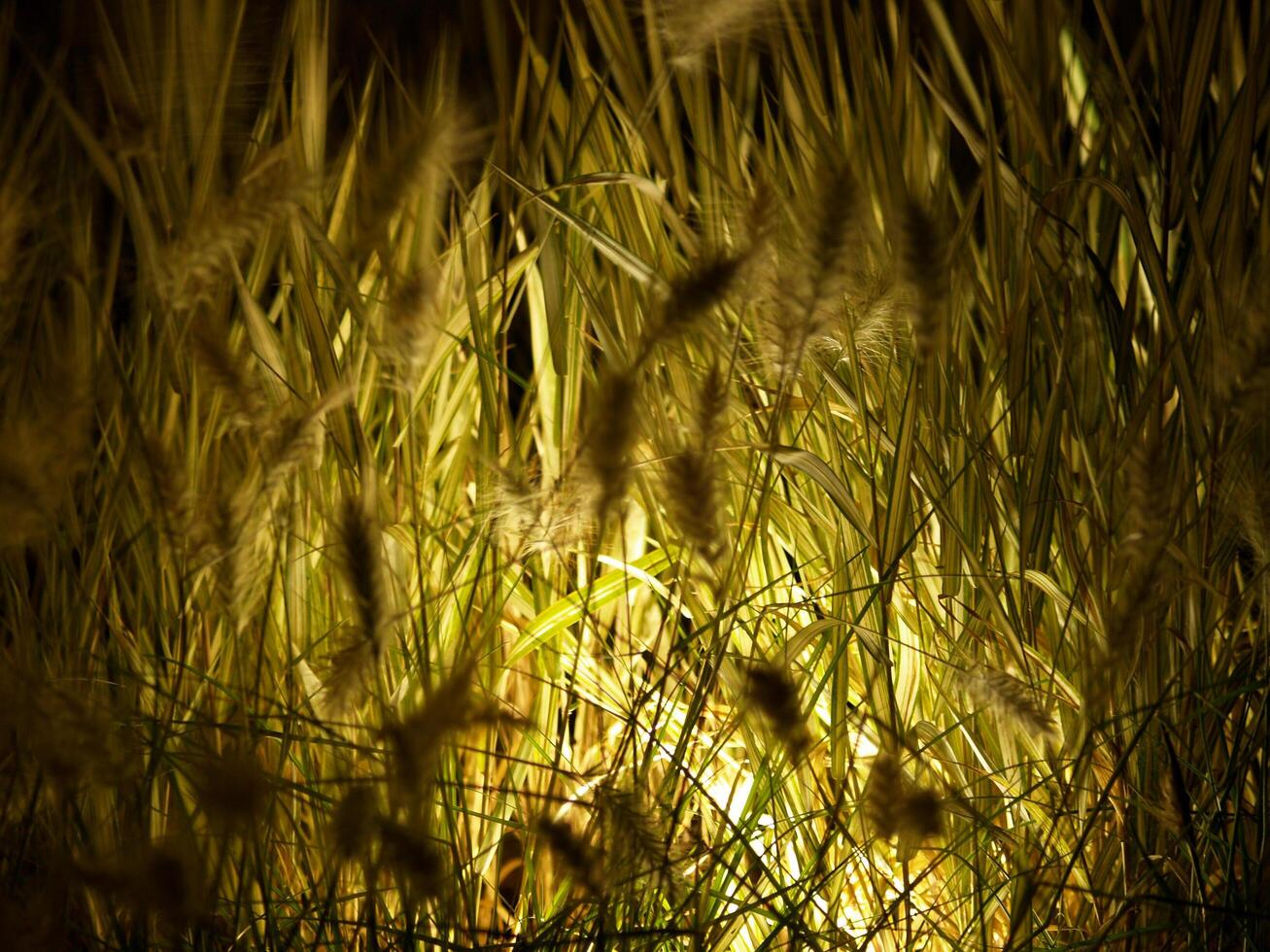 Golden wheat swaying gently with sunlight streaming from behind, creating a warm, glowing effect. Perfect for capturing the beauty of nature and the essence of agricultural abundance. photo