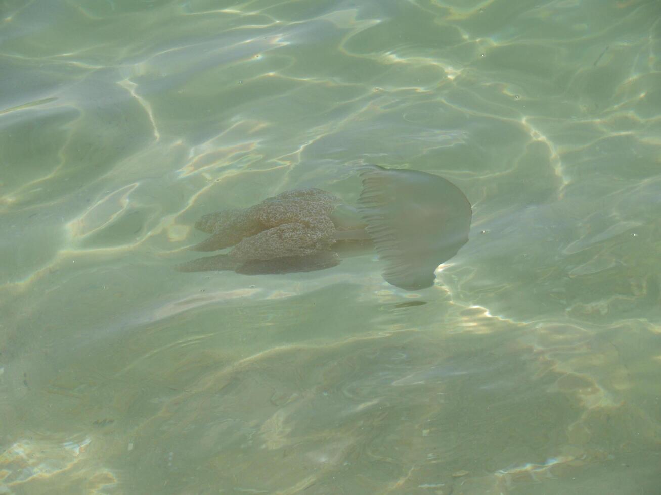 A vivid capture of a Tejo jellyfish gracefully floating in the clear waters of Troia Beach, Portugal, showcasing its delicate tentacles and translucent beauty against the sandy seabed. photo