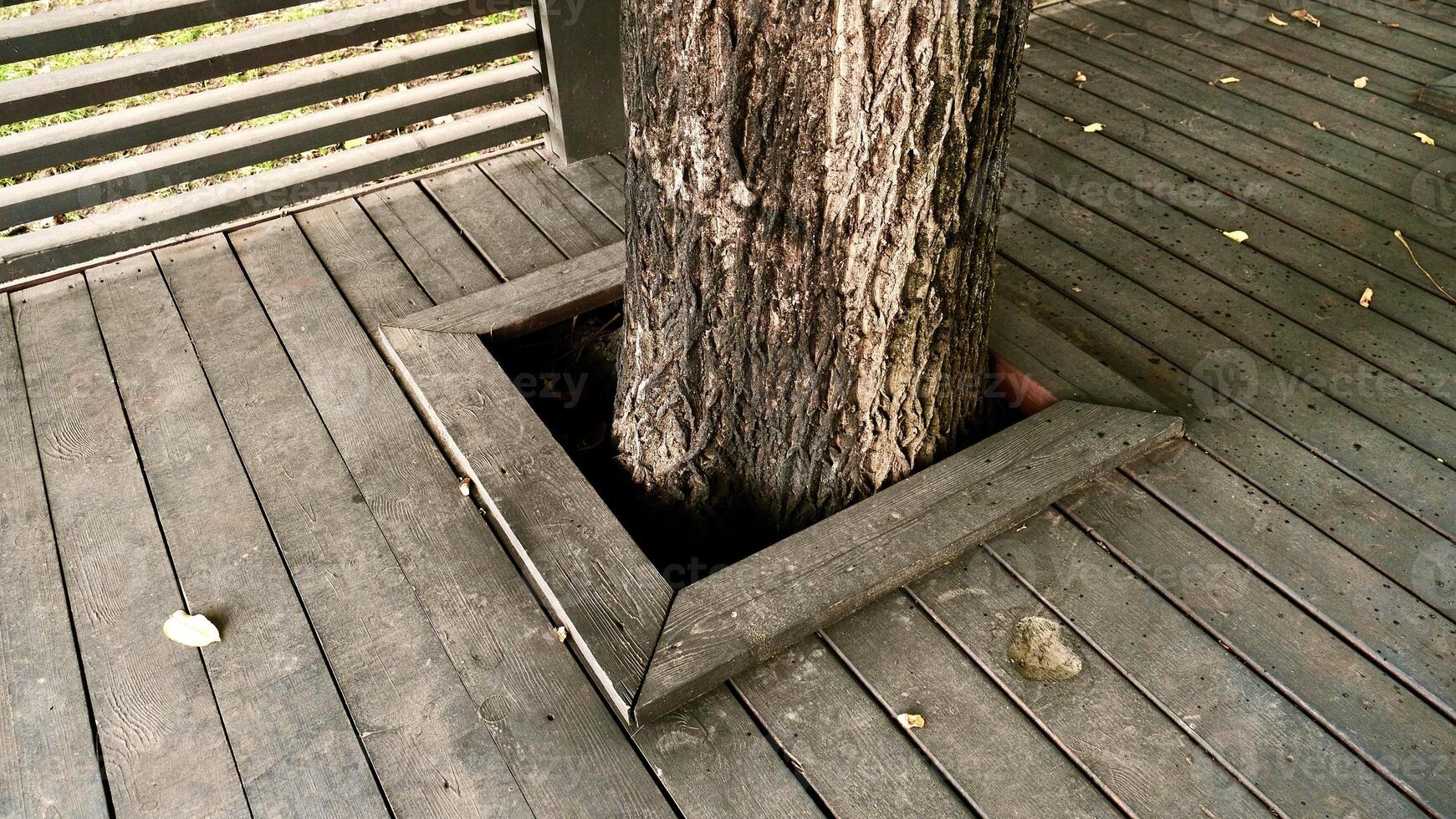 a terrace was made in the city in which holes were made for trees to save them photo