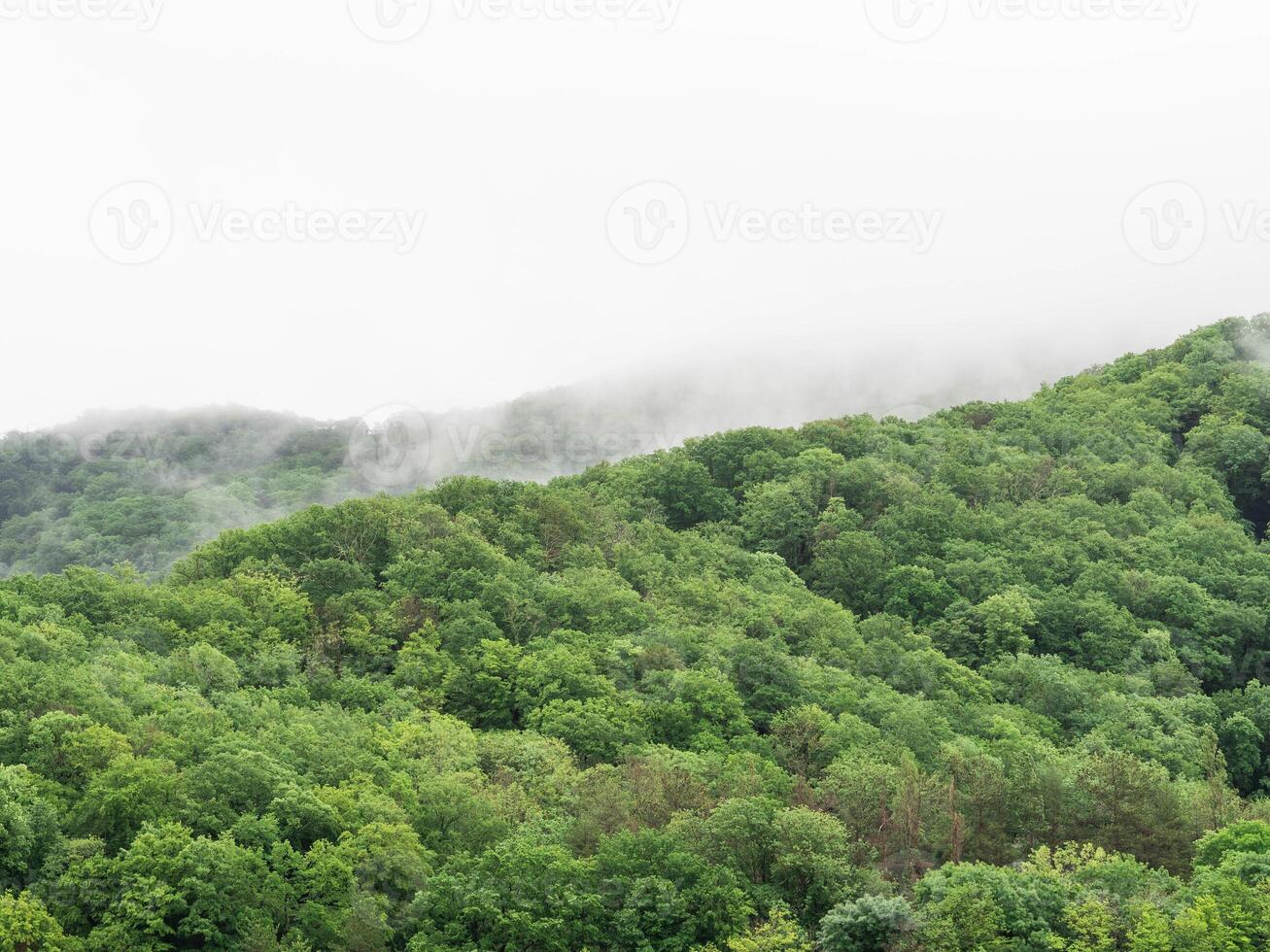 Clouds and fog over pine tree forest photo