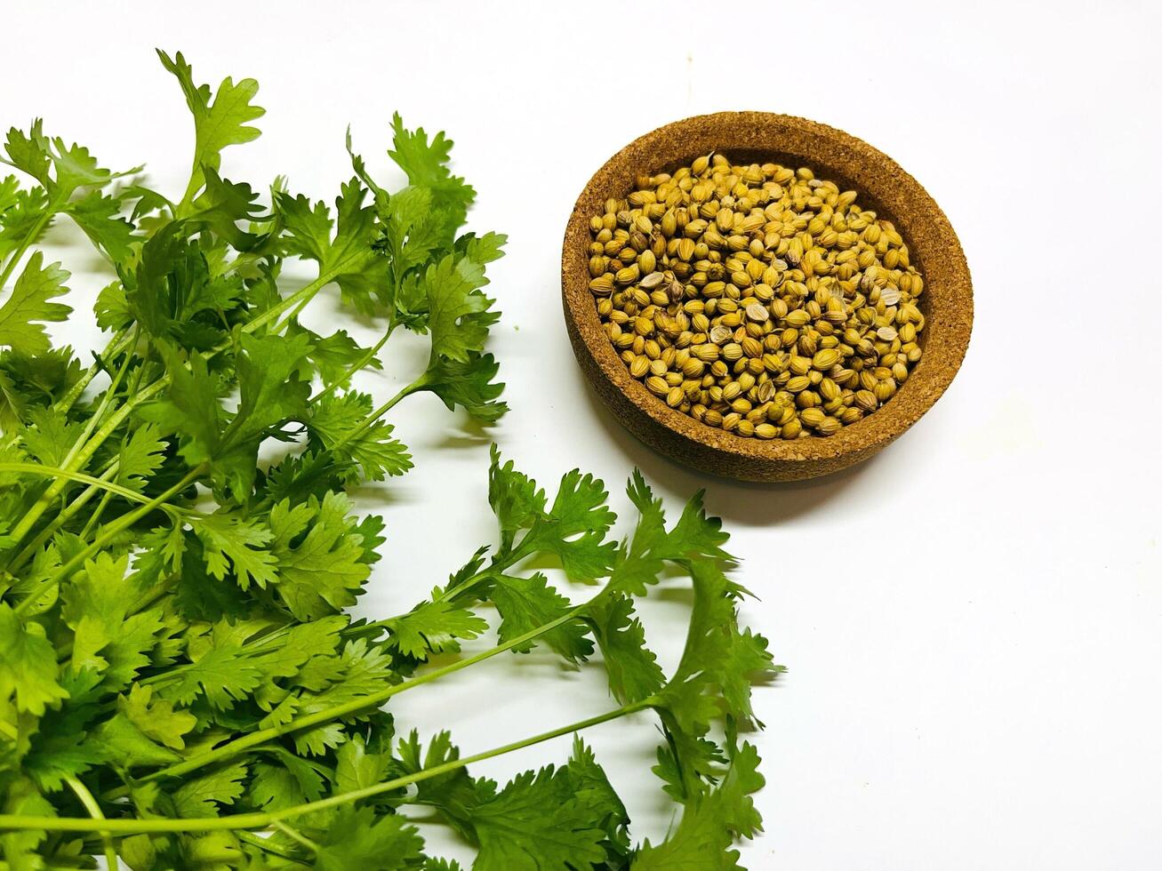 Coriander seeds in a bowl and green fresh cilantro. The cilantro is bright green and has serrated leaves. Fresh vegetables on white. Selected Focused photo