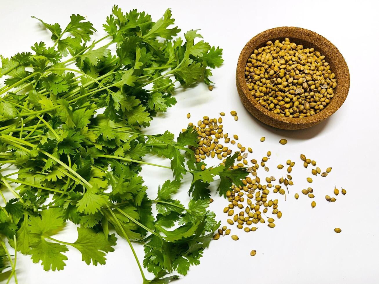 Coriander seeds in a bowl and green fresh cilantro. The cilantro is bright green and has serrated leaves. Fresh vegetables on white. Selected Focused photo