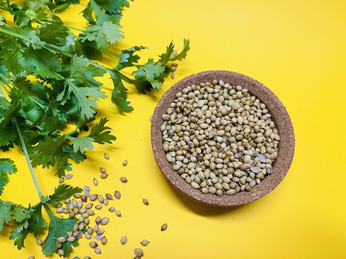 Coriander seeds in a bowl and green fresh cilantro. The cilantro is bright green and has serrated leaves. Fresh vegetables on yellow background. Selected Focused photo