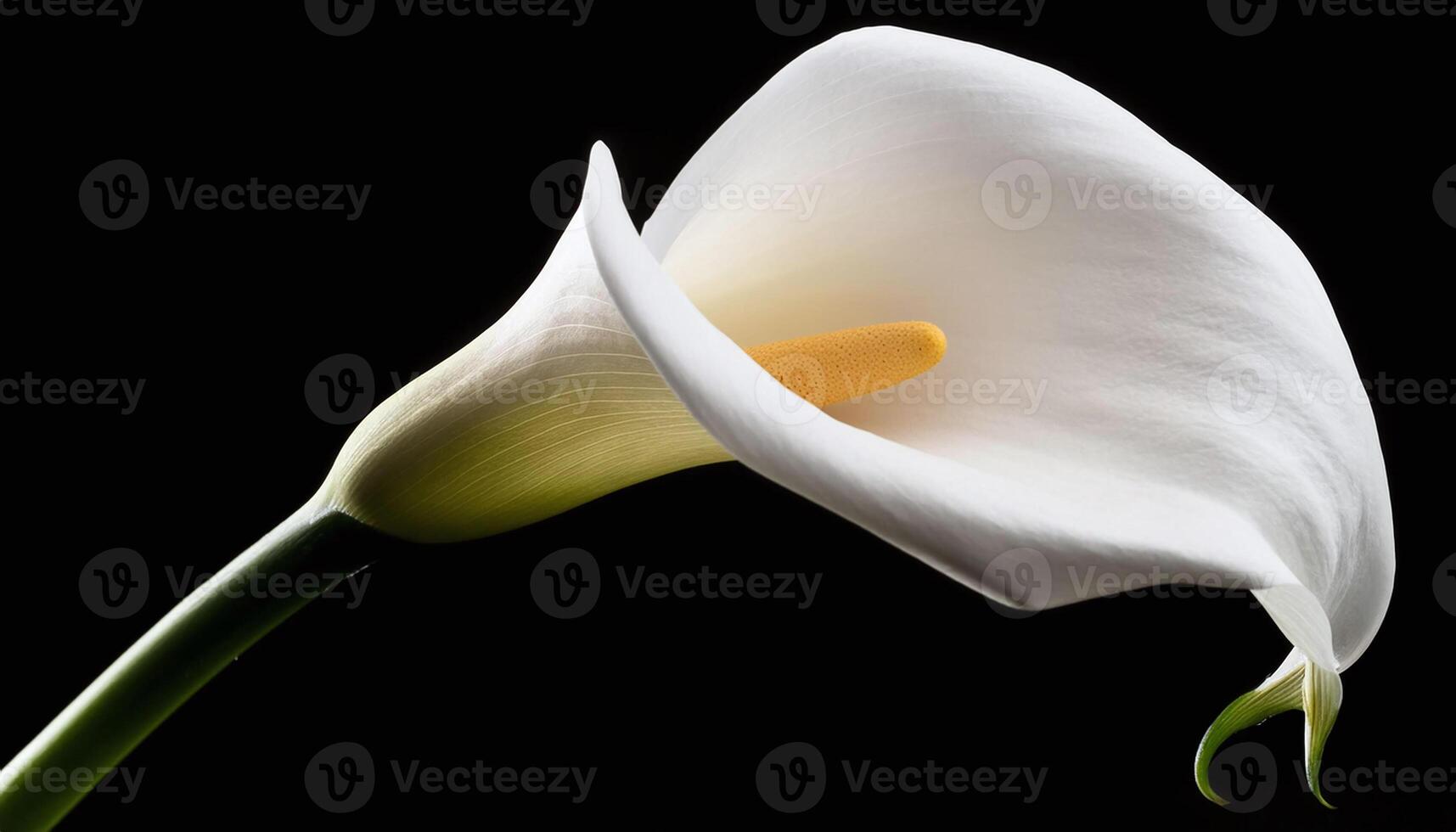 white calla lilies on a black photo