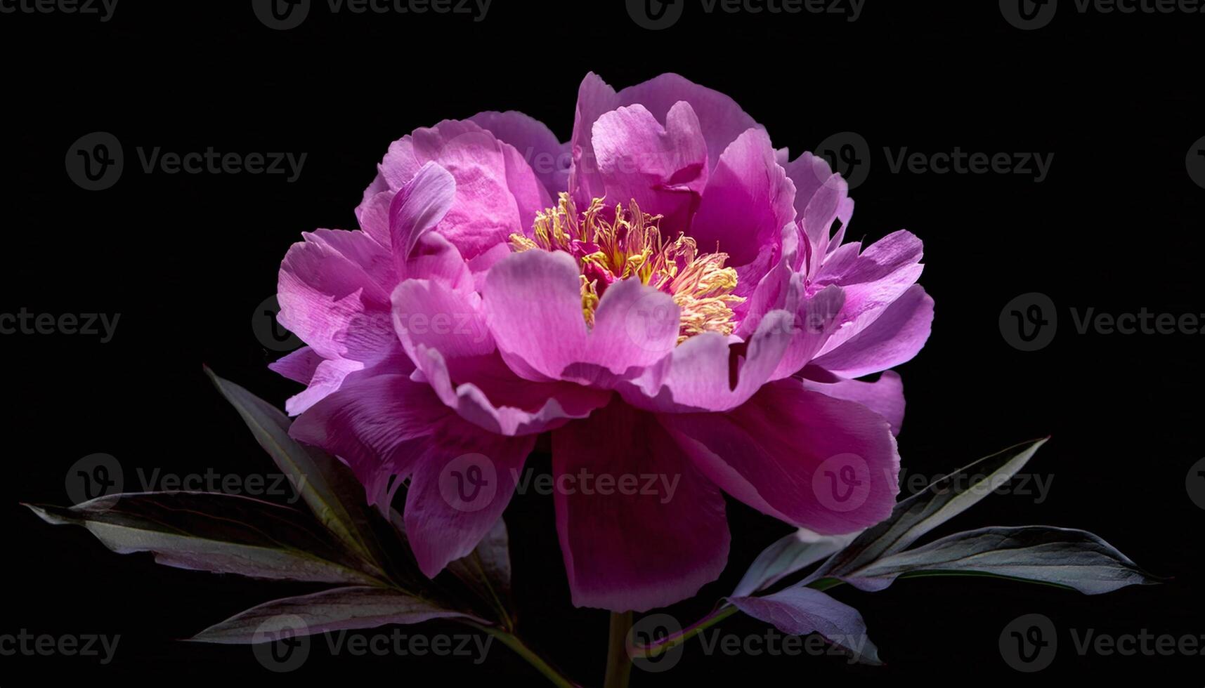 a peony is shown against a black background photo