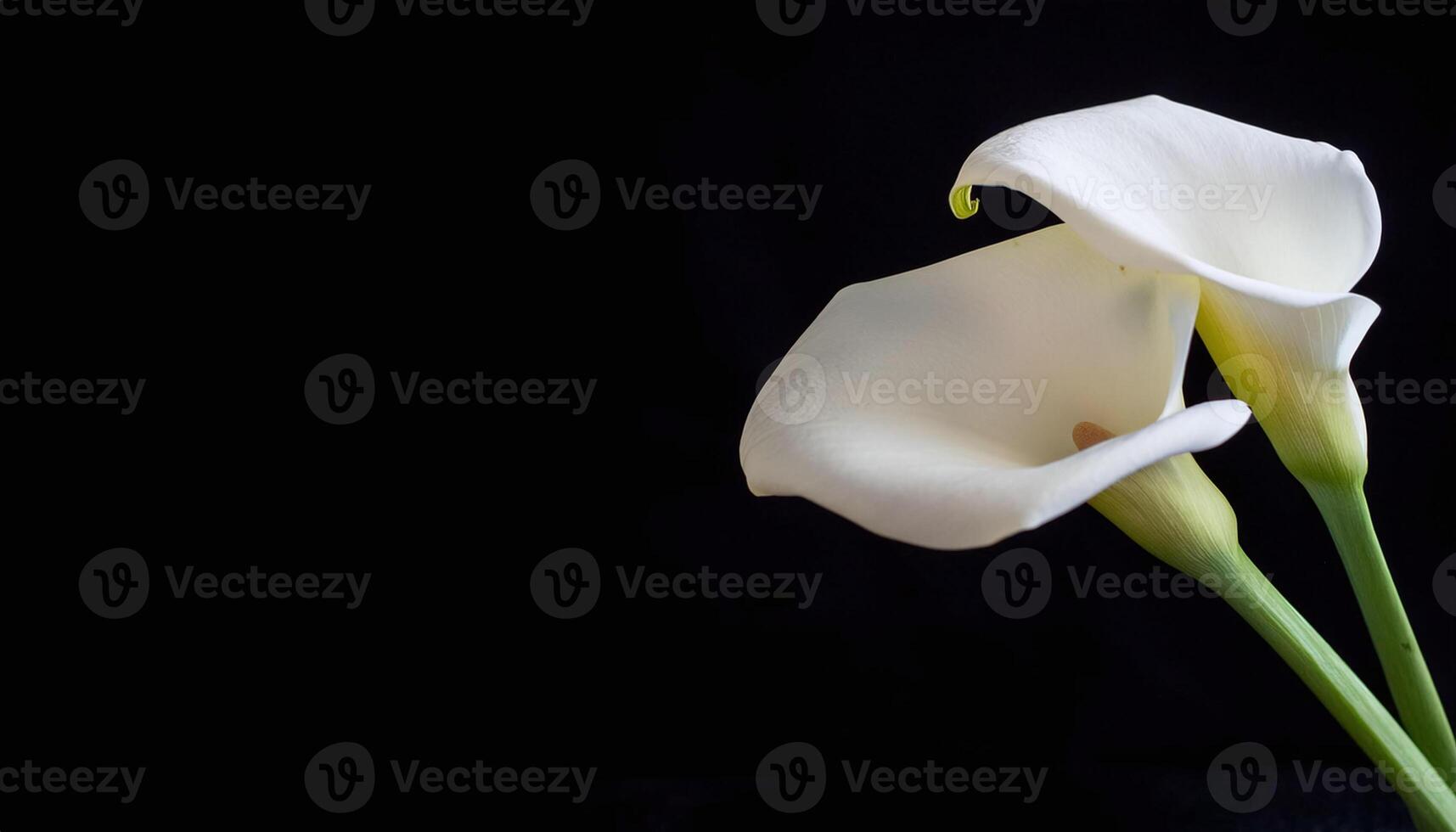 white calla lilies on a black photo