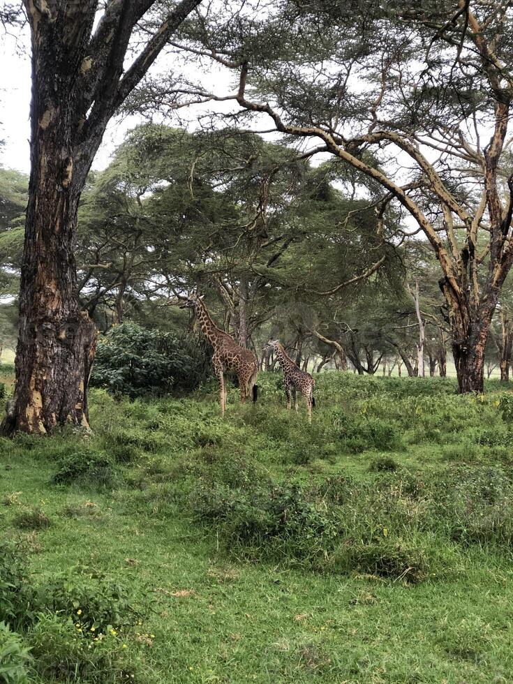 wild animals safari in Maasai Mara National Reserve photo