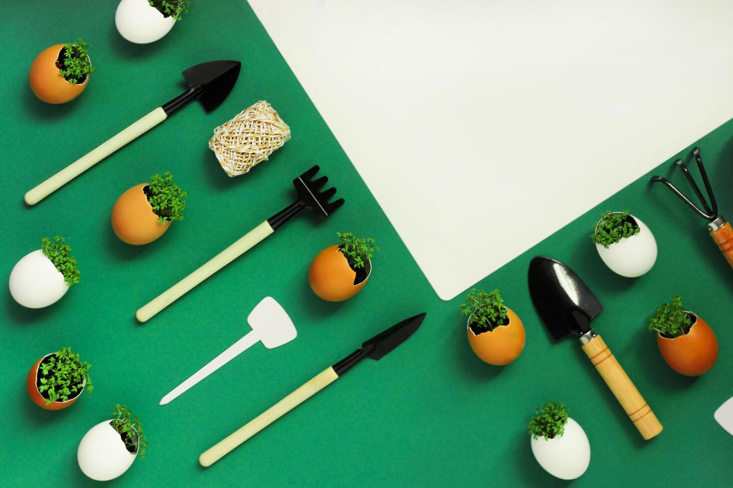 planting seedlings in eggshells and growing useful micro-greenery at home photo