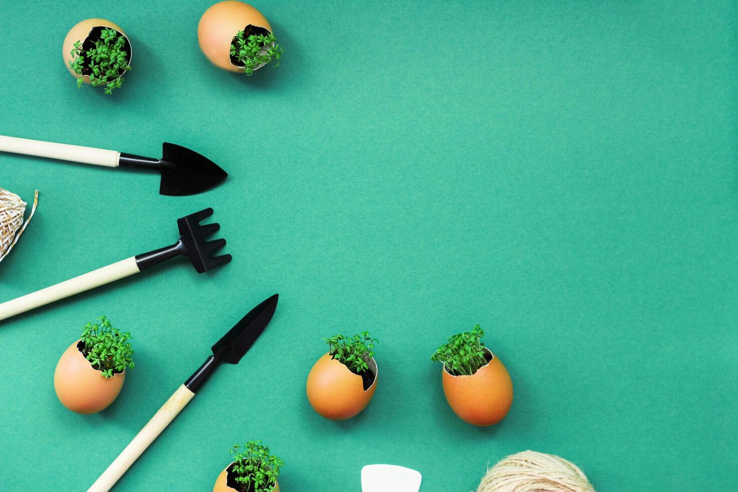 planting seedlings in eggshells and growing useful micro-greenery at home photo