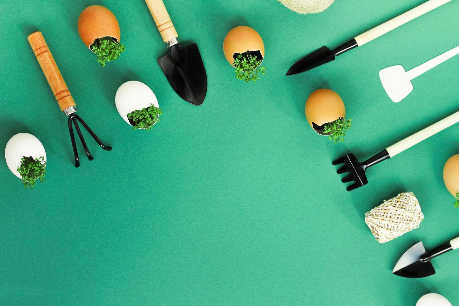 planting seedlings in eggshells and growing useful micro-greenery at home photo