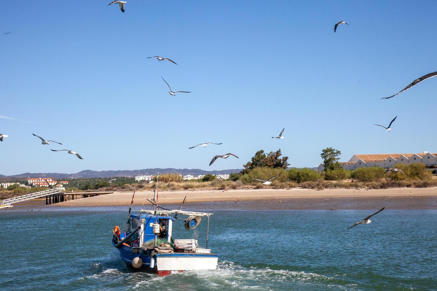 Seagulls trailing a small fishing boat returning from the catch, capturing a serene maritime scene of nature and work in harmony. photo