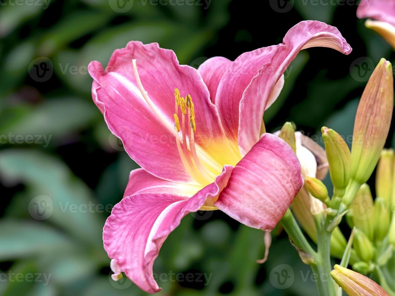 Pink Hemerocallis daylily flower, variety Prairie Belle photo