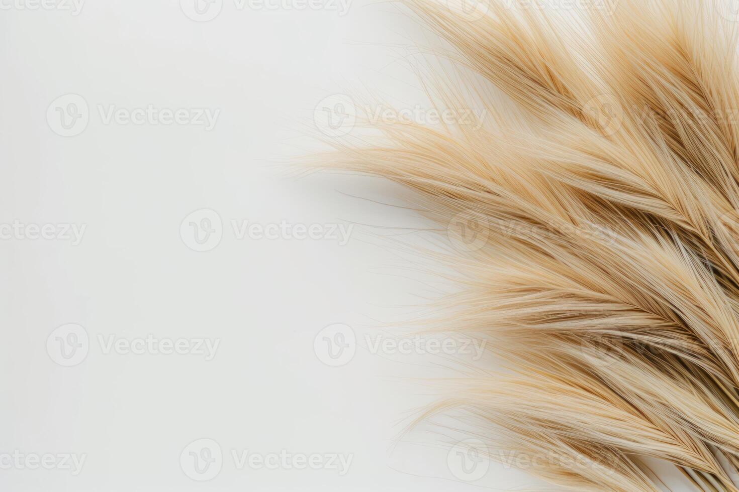 the top half of a dry plant with light brown feathers, photo