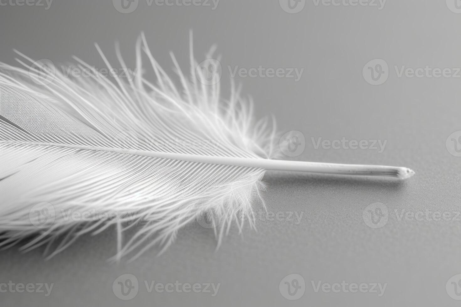 a picture of an feather with white feathers, photo
