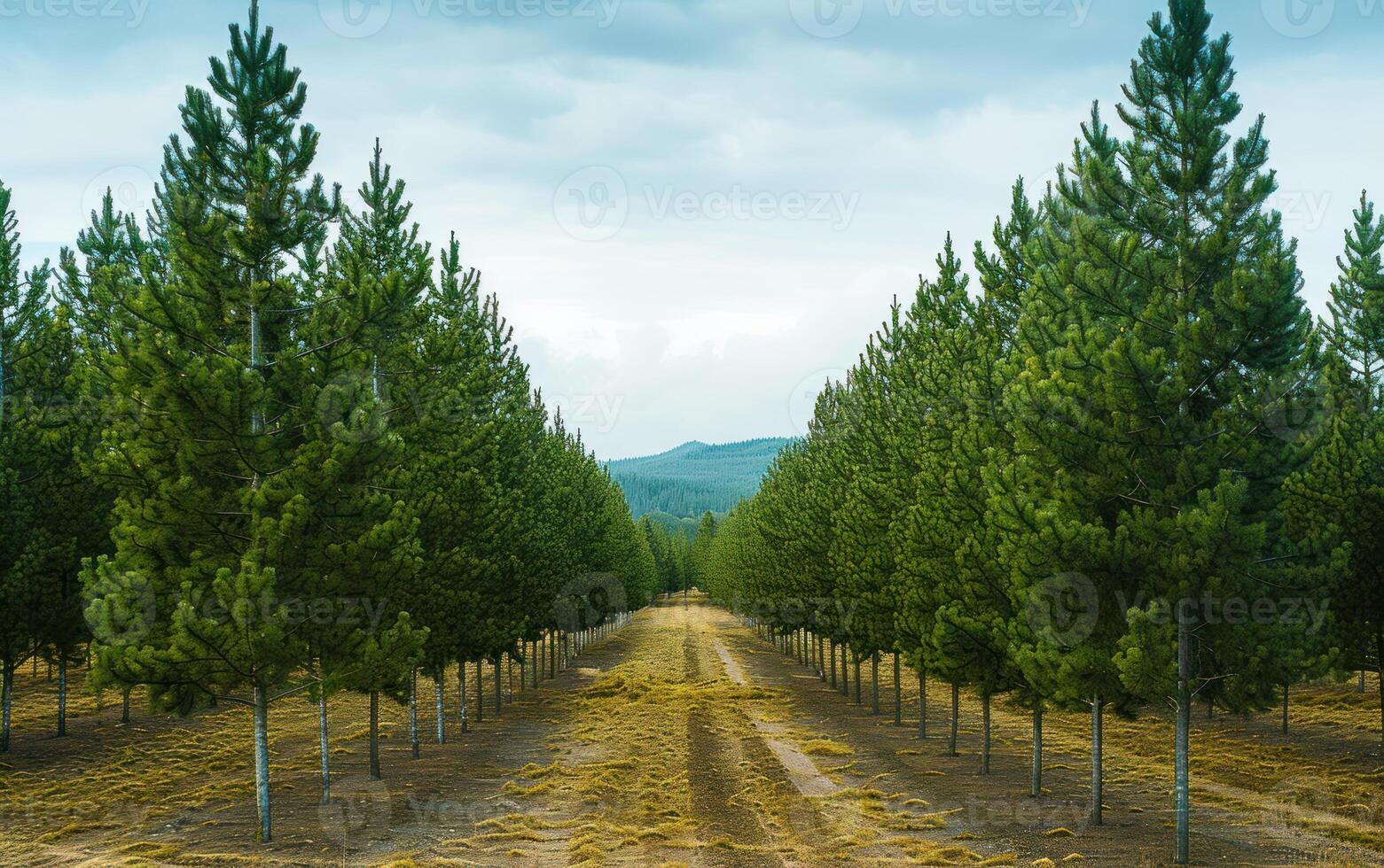 a dirt road winding through trees line with mountains in the background, photo