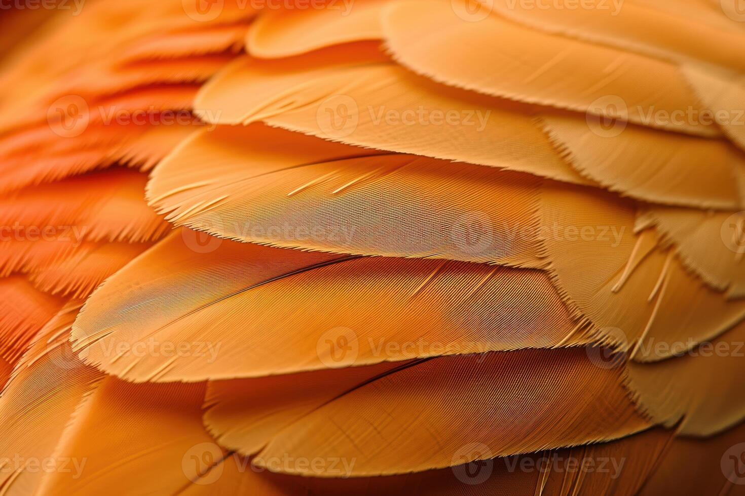 close up picture of feathers in an orange and yellow color, photo