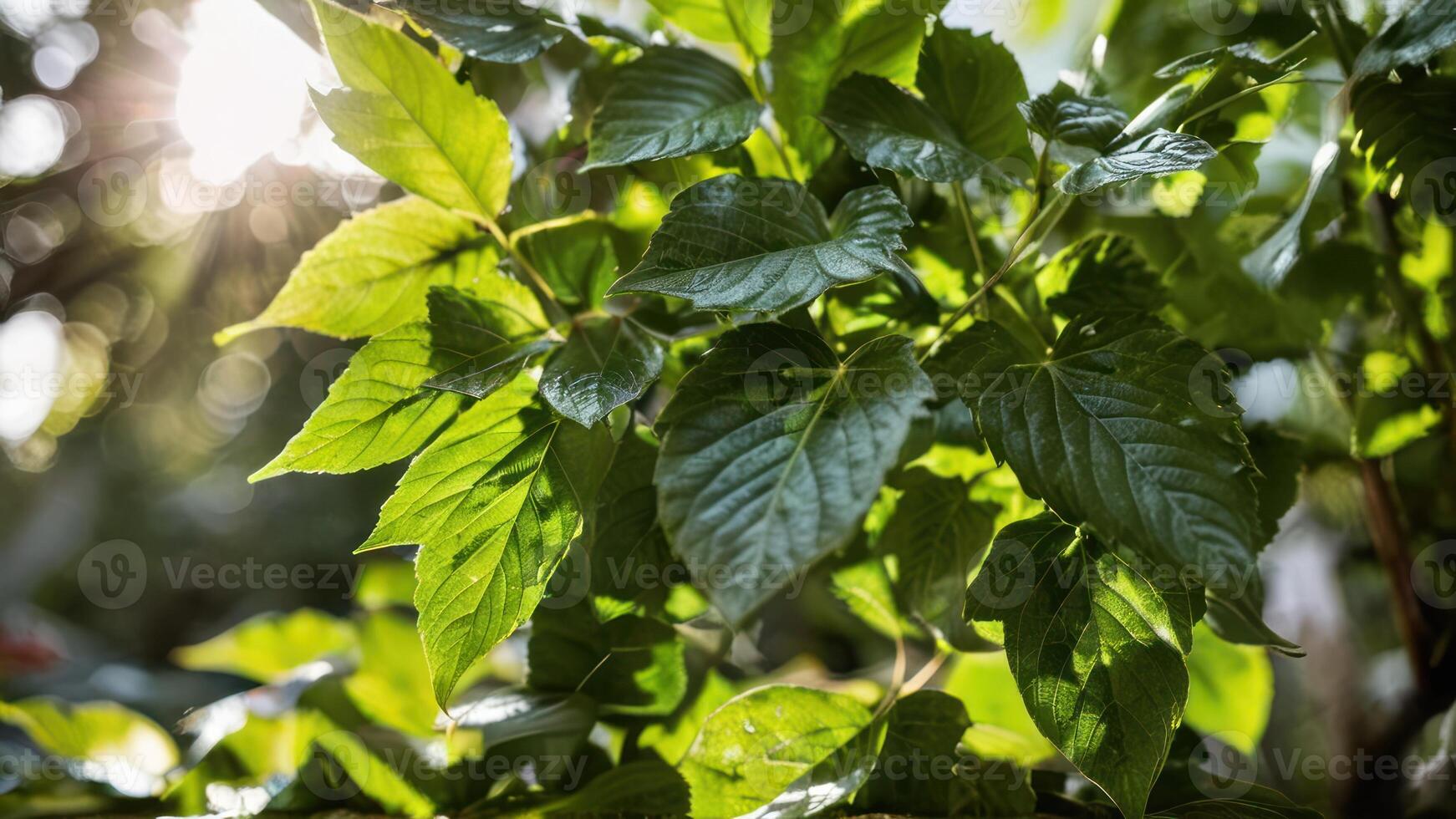 the sunlight shines through green leaves as it fills in, photo