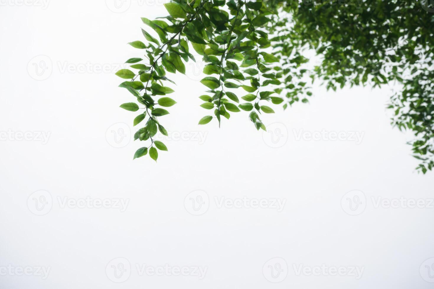 leaves hanging from the branches of a tree, photo