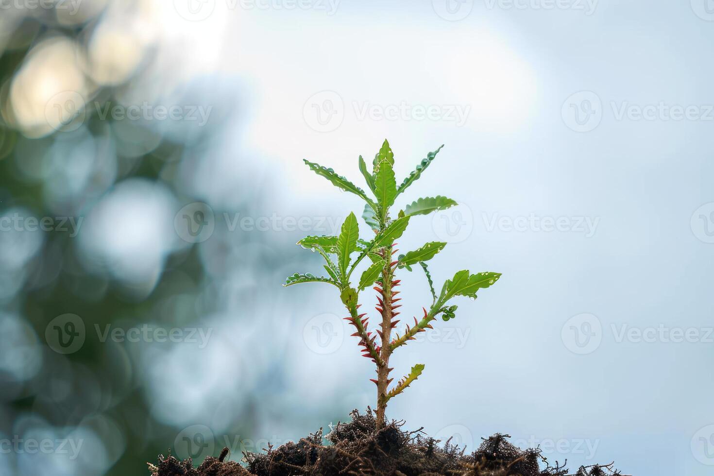small sprouted plant on top of dirt with blurry trees in background, photo