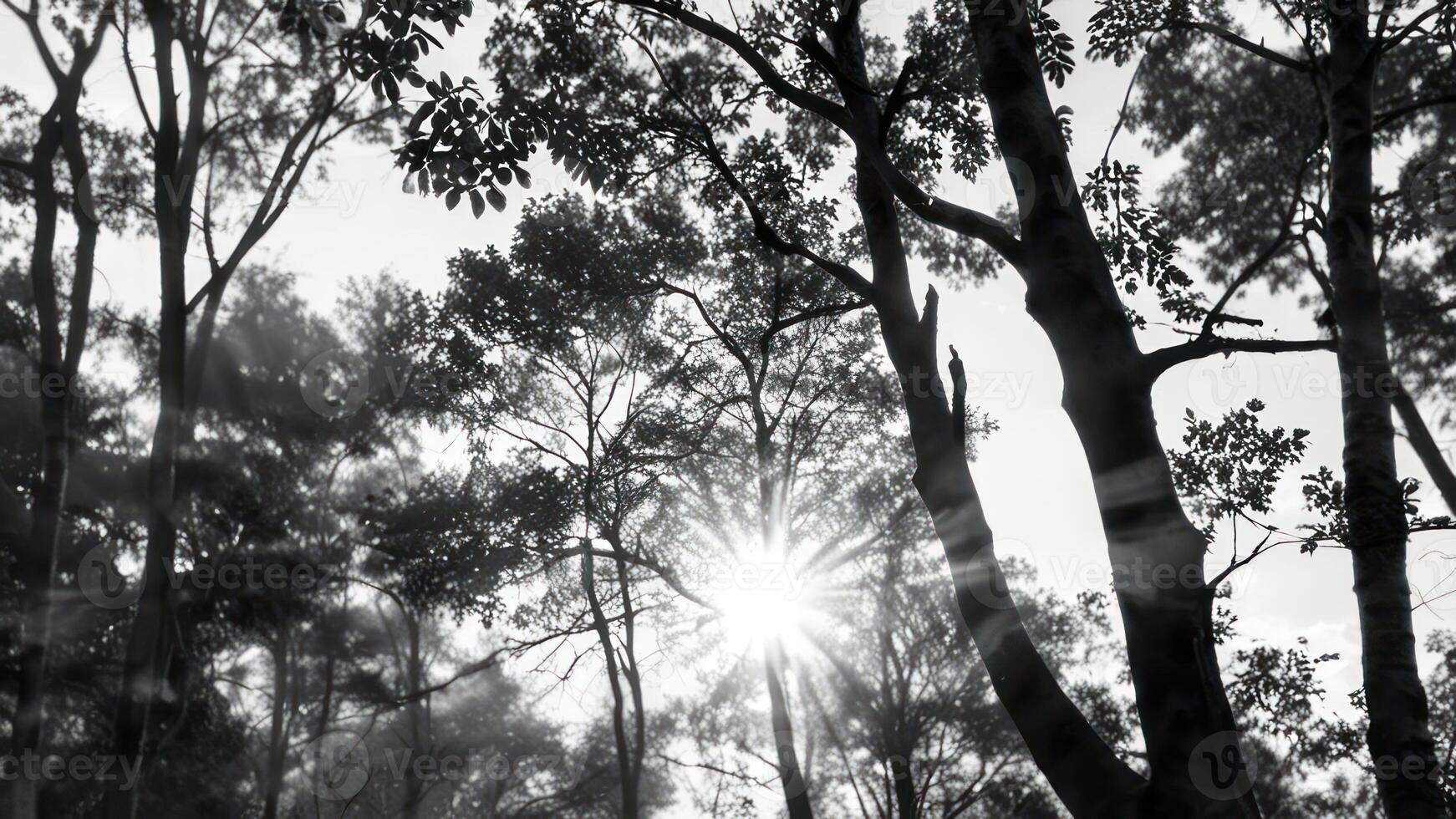 the sun shining through many trees on the sunny day, photo