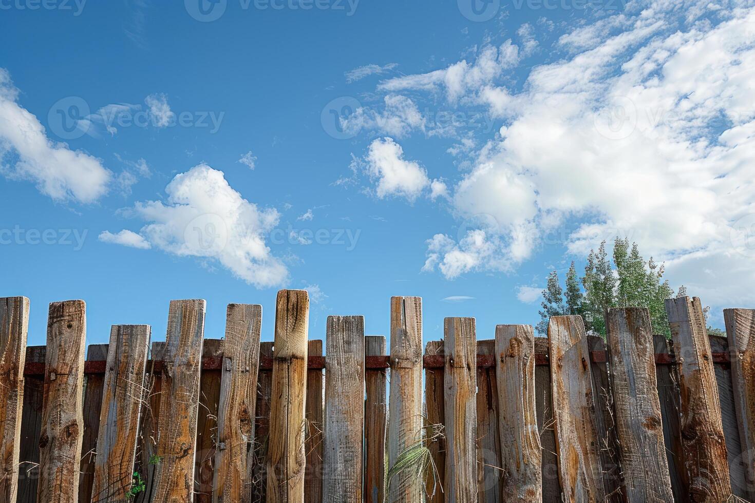 the image of tree growth behind wooden fence, photo