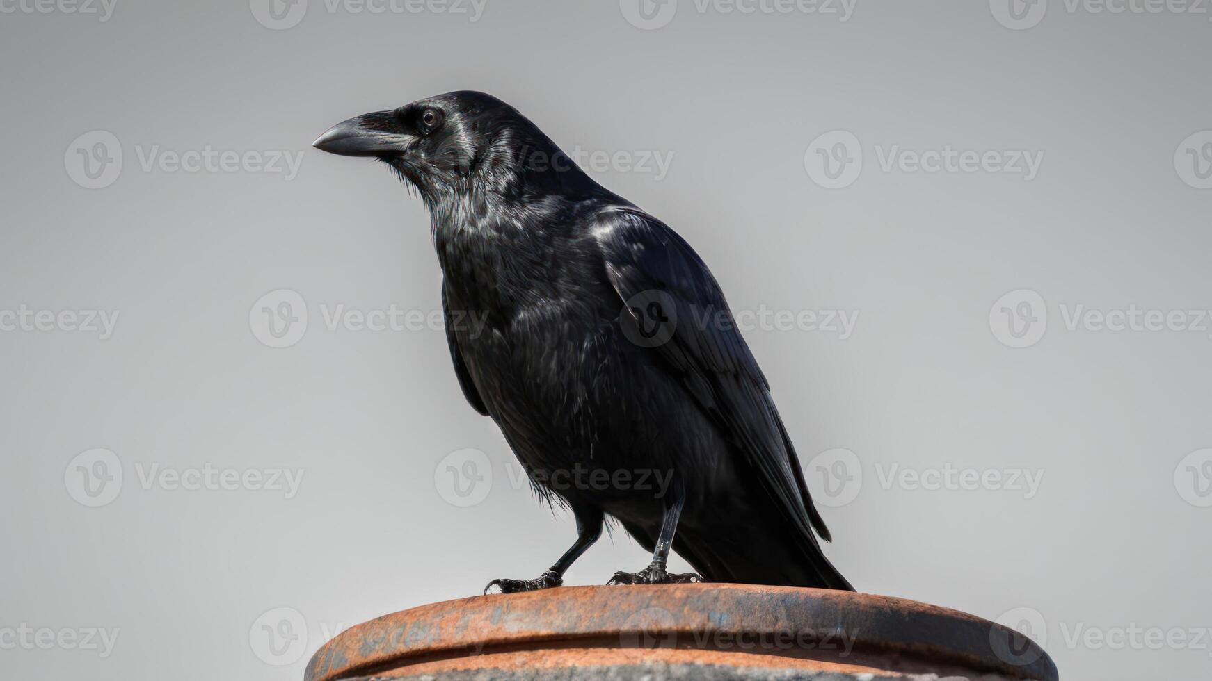 there is a black bird standing on top of an old barrel, photo