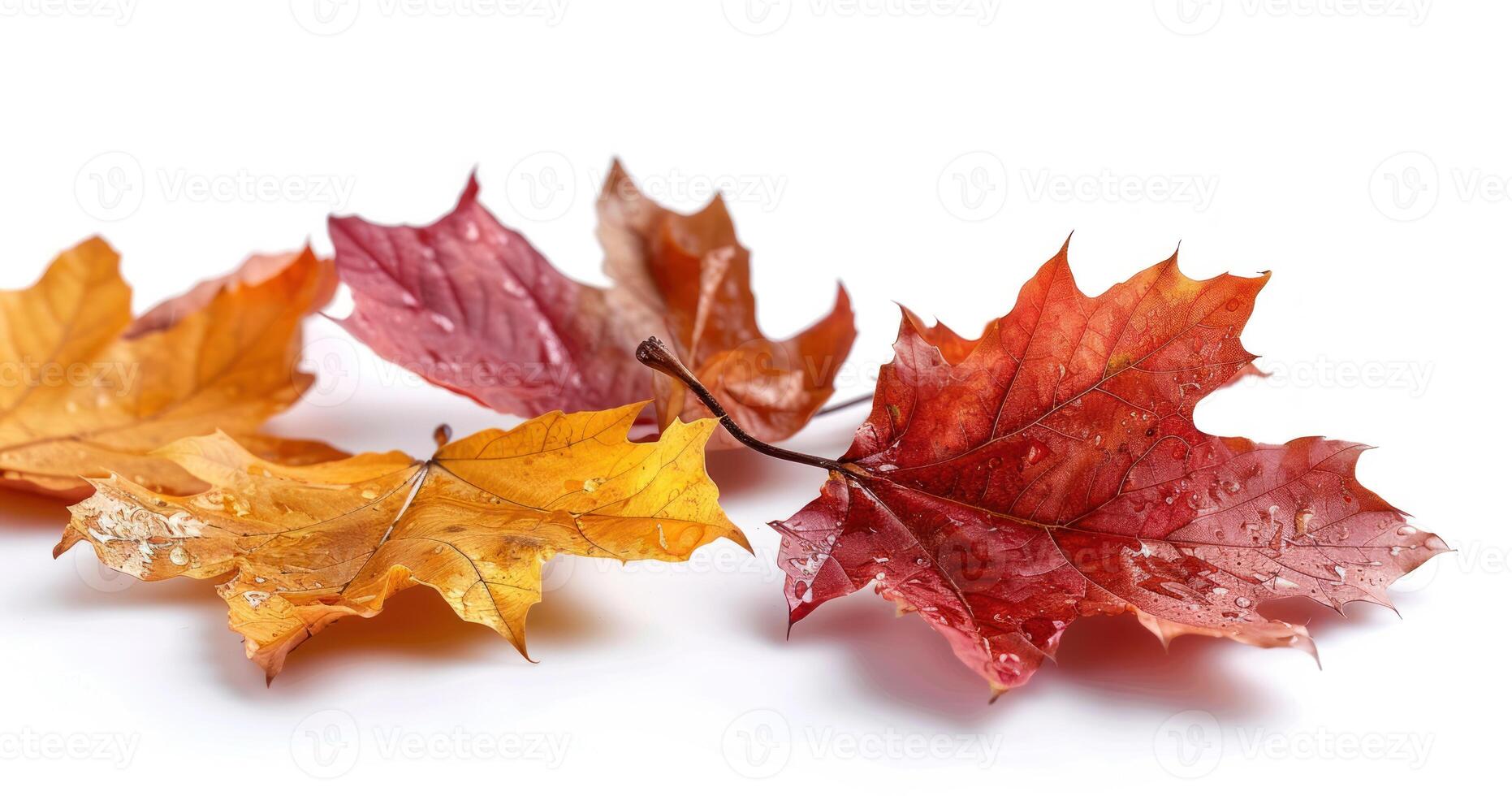 several different sized and colored leaves on a white surface, photo