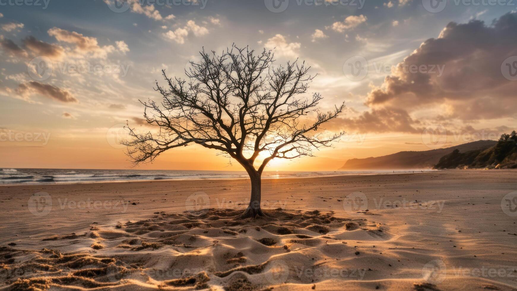 an empty tree is on the beach by the water, photo