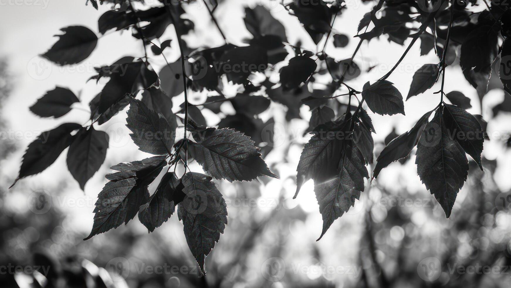 leaves are growing in black and white on the branches, photo