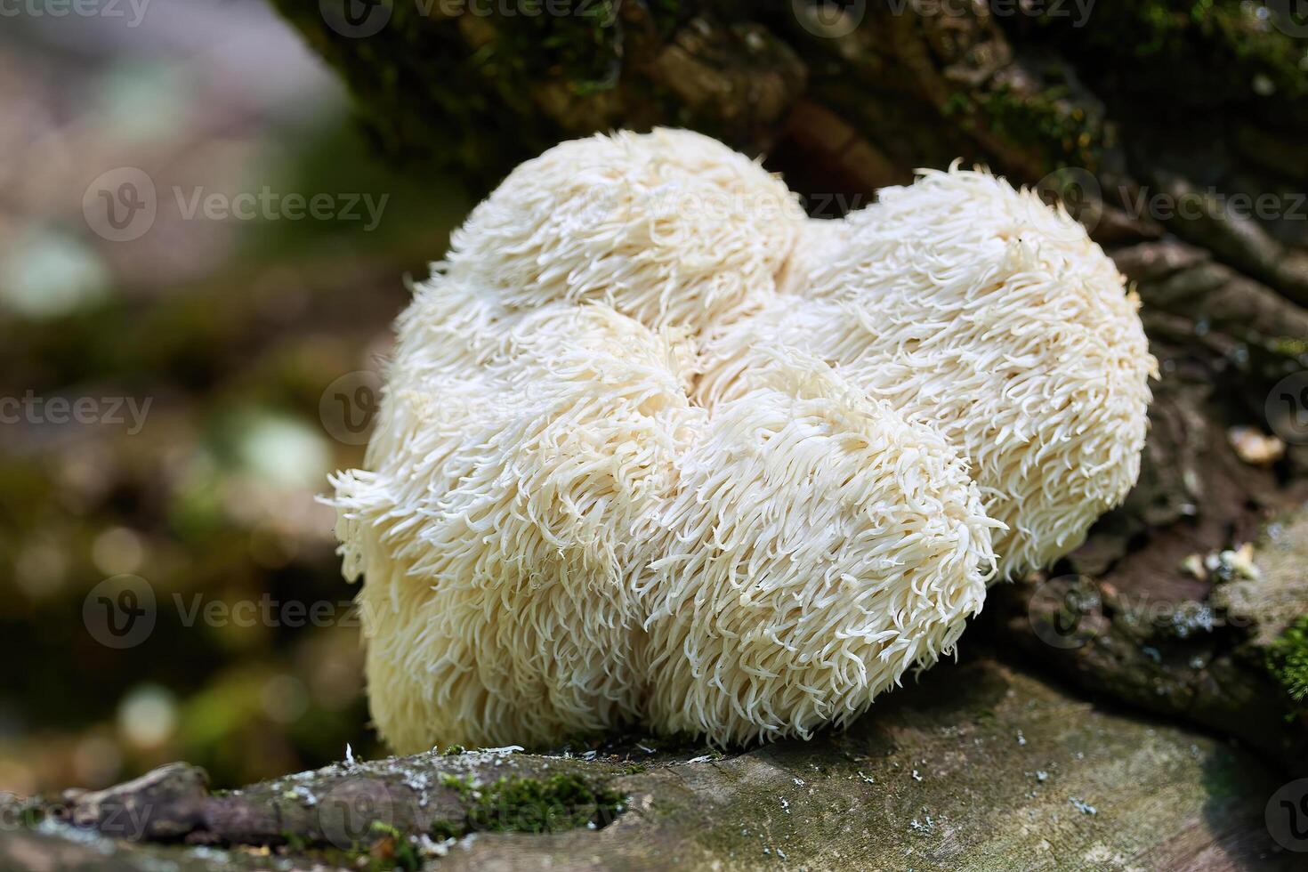 Lion's Mane Mushroom in Forest photo