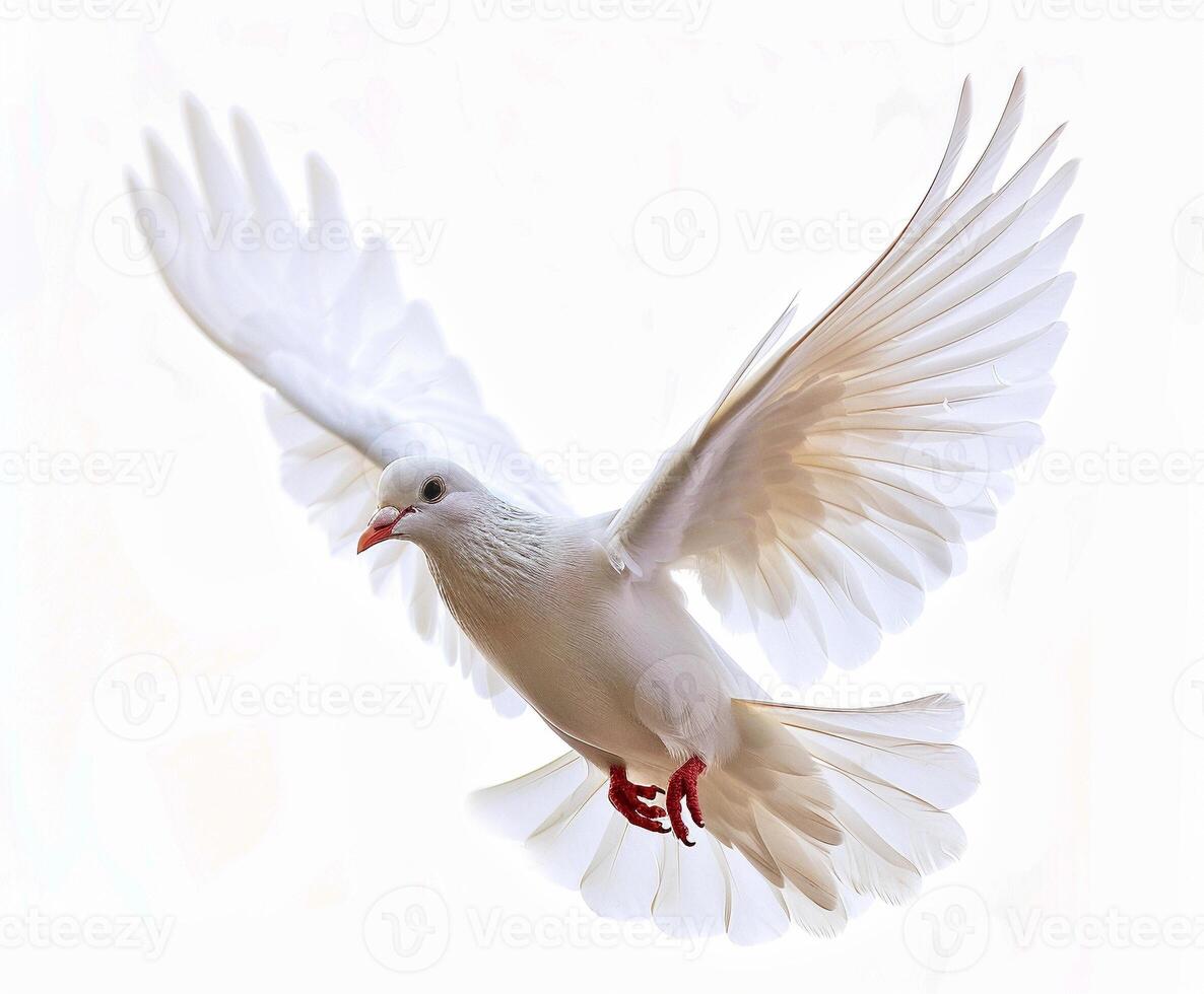 White Dove in Flight photo