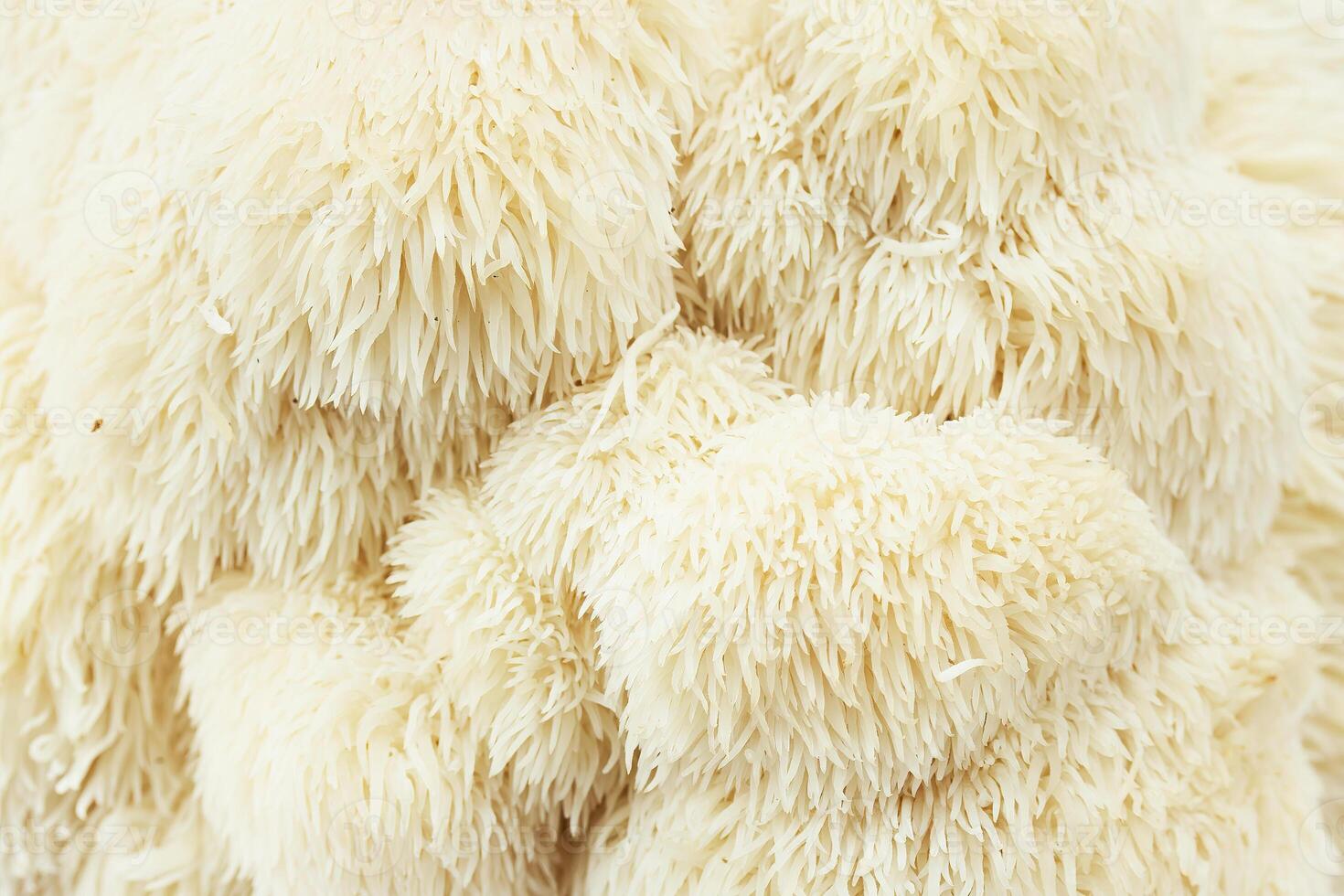 Lion's Mane Mushroom Close-Up background photo