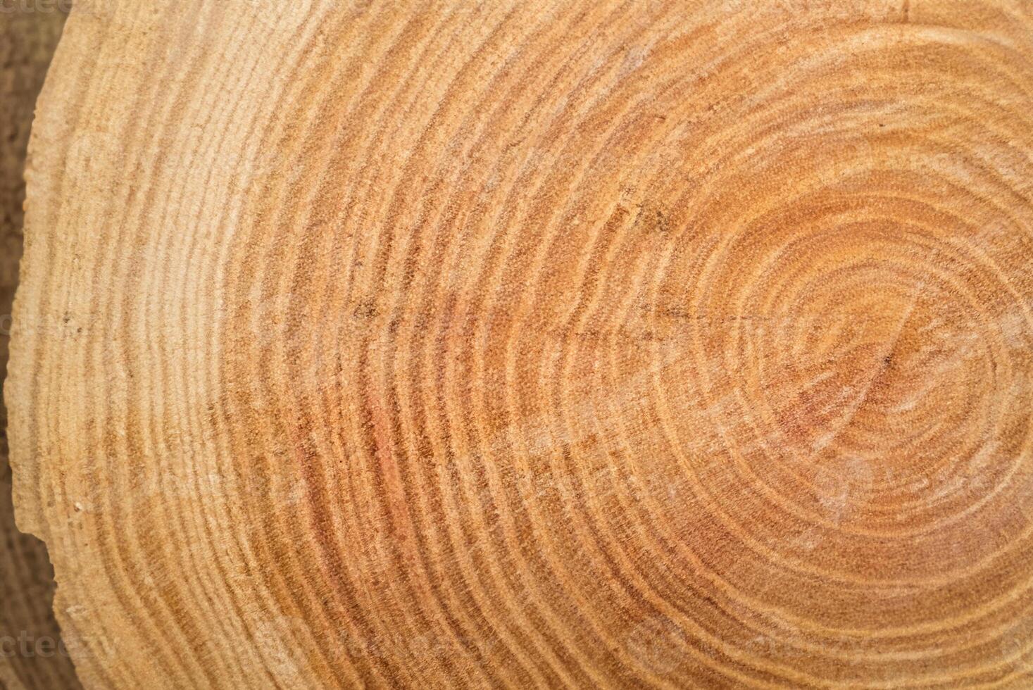 Macro Shot of Cross-Section Tree Trunk Wood Texture photo