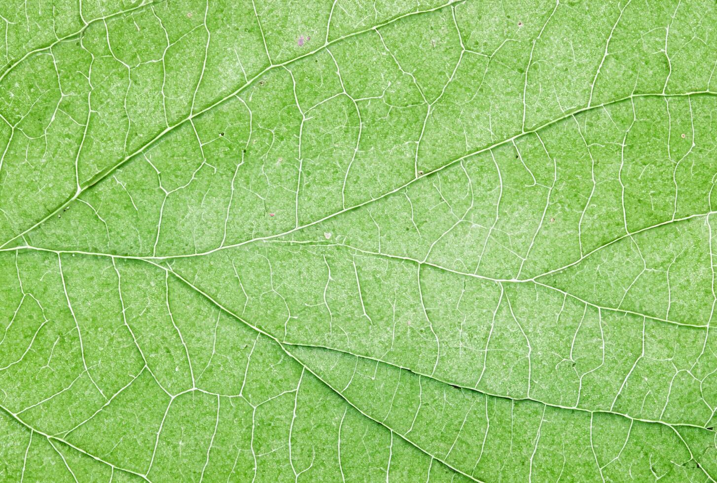 Close-Up of Green Leaf Veins Texture - Natural Pattern Background photo