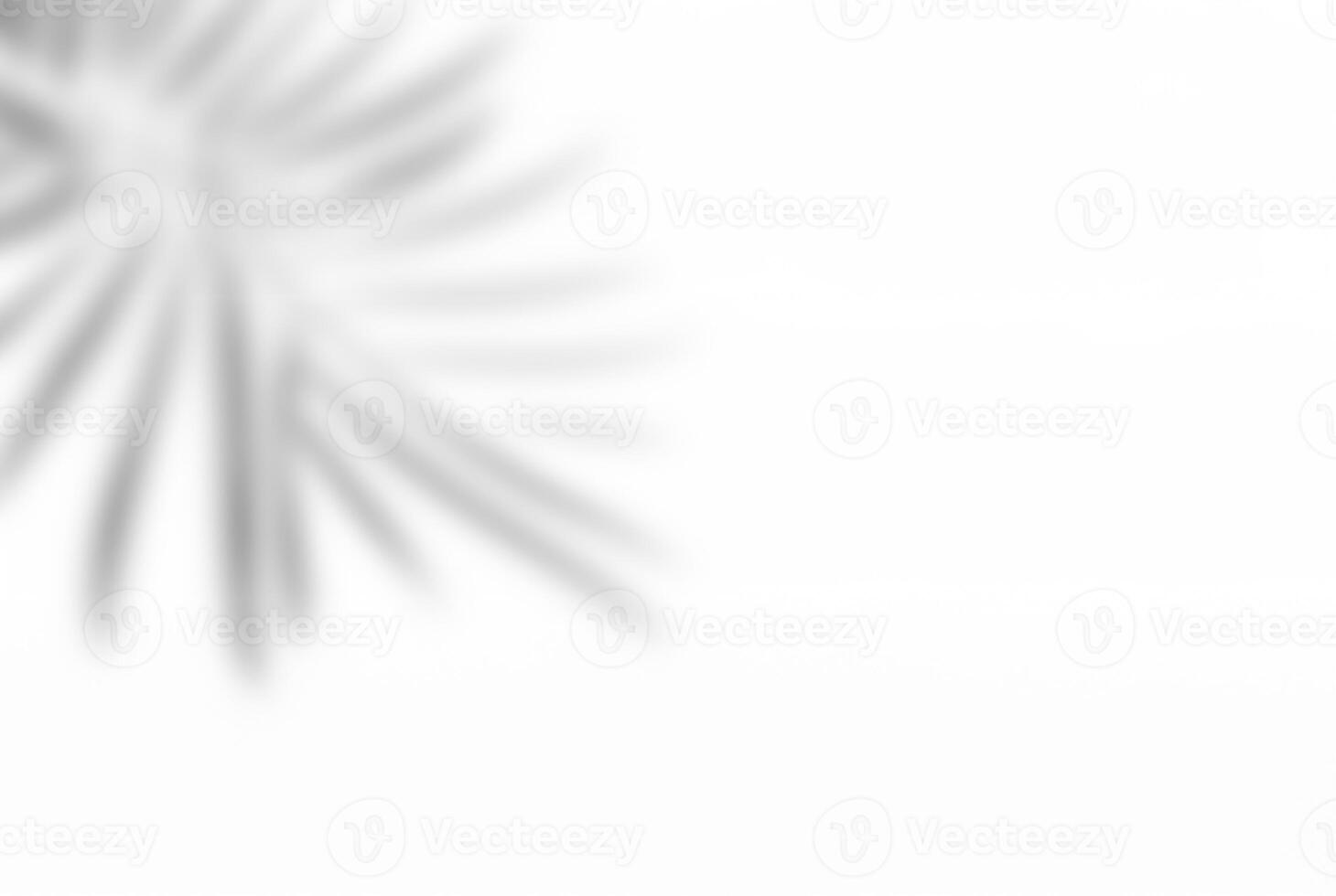 Leaf Shadow Overlay on White Background for Decorative Display photo
