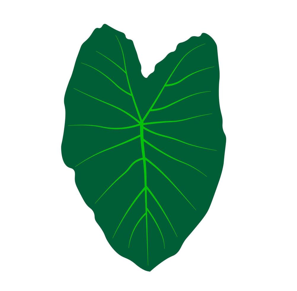 The leaves of the taro tree illustration. vector