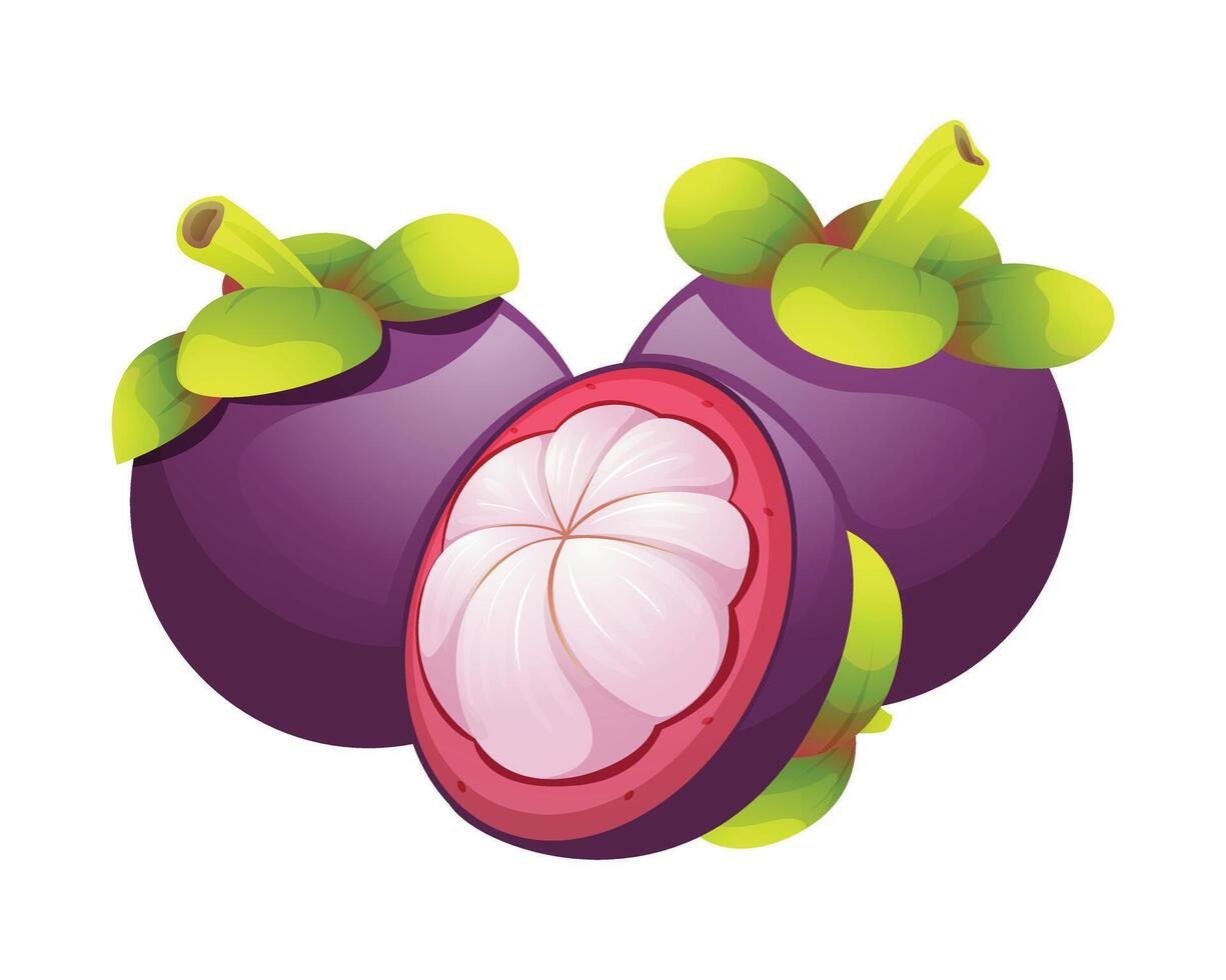 Fresh mangosteen fruit whole and half cut. Illustration isolated on white background vector