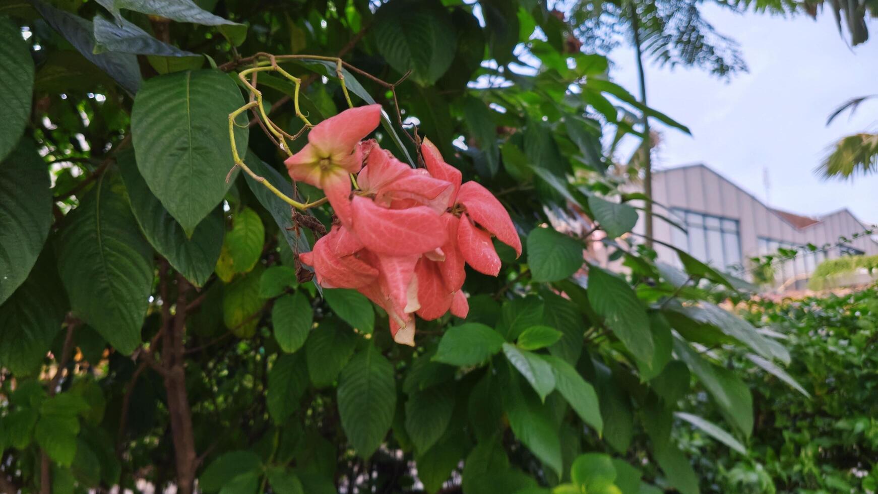 beautiful Plant green flower focus zoom photo