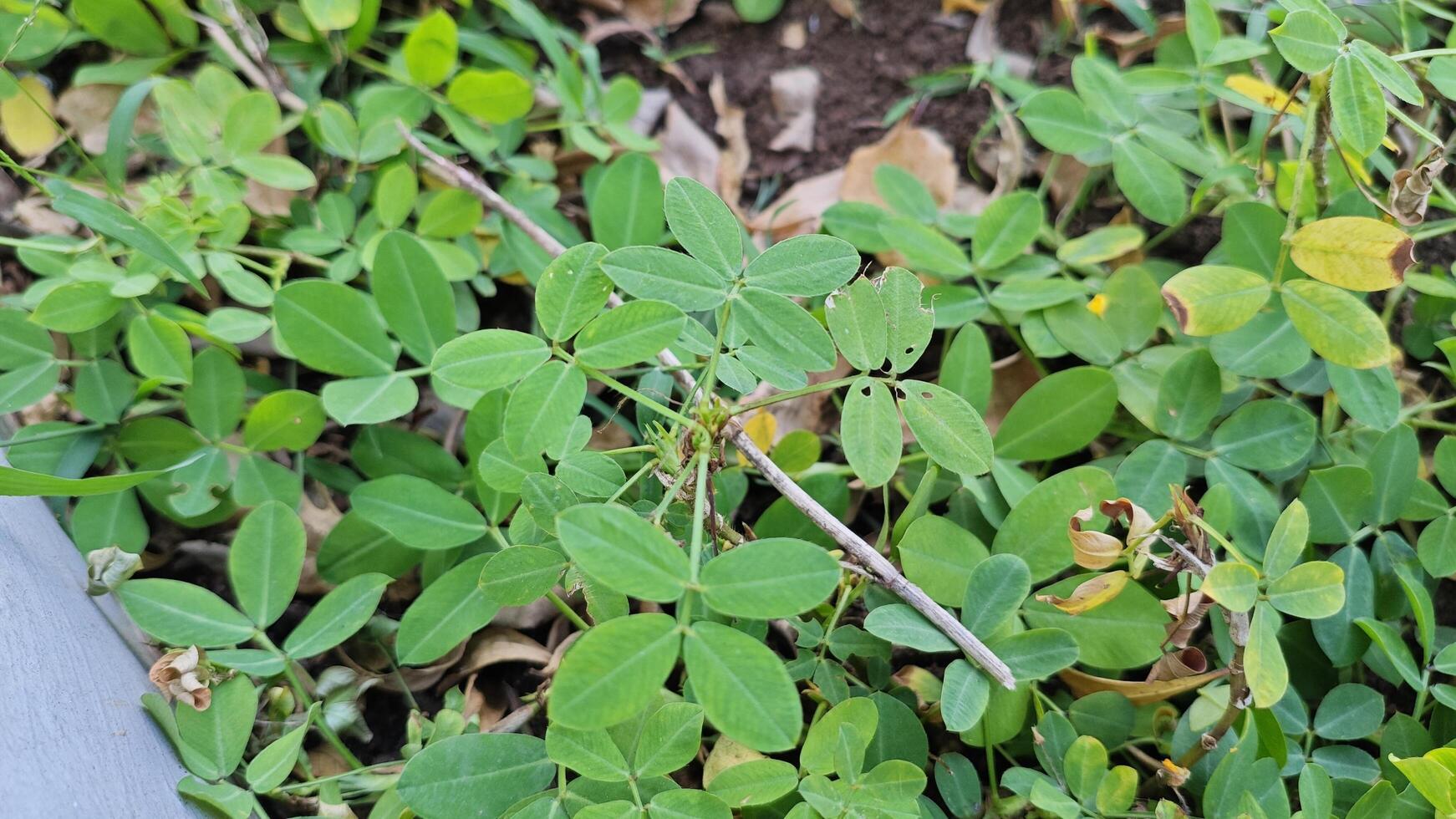 beautiful Plant green flower focus zoom photo