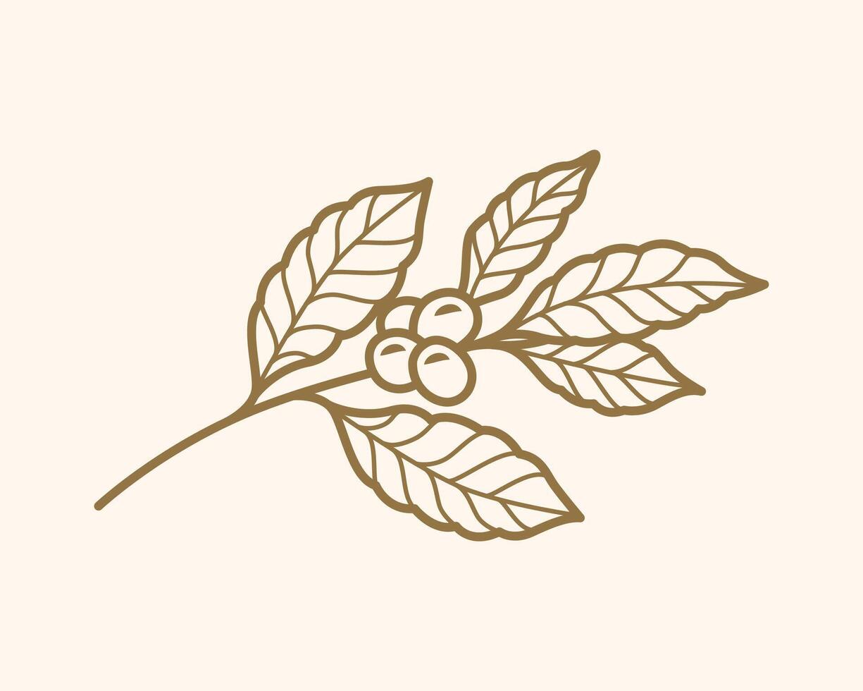 Coffee Branch with Leaf and Beans vector