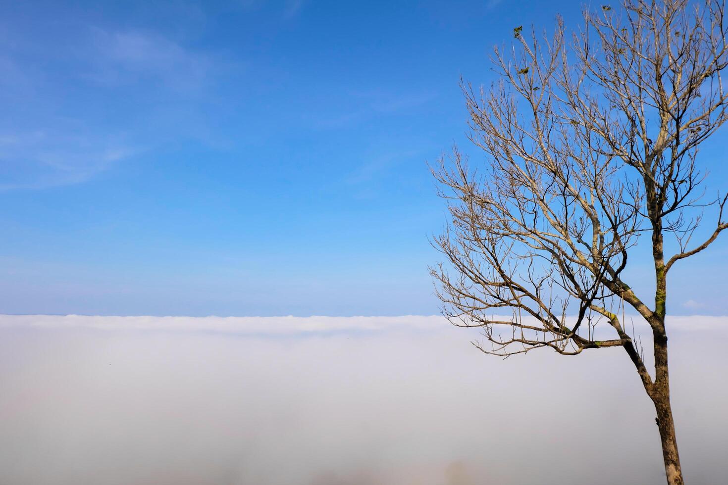 branch tree isolated on fog and blue sky background photo