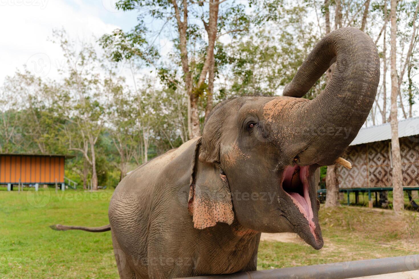 Elephant with trunk raised up and mouth open, an elephant begs for a tasty treat from the caretakers of an elephant rehabilitation center in Thailand photo