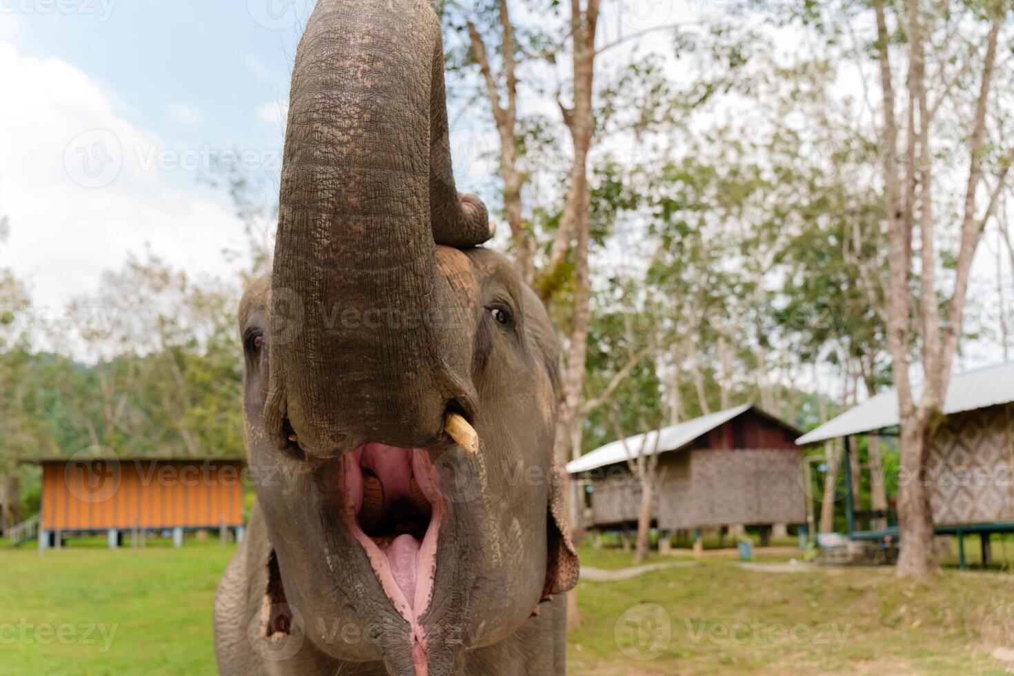 majestic elephant, its trunk raised high, mouth open in anticipation, begging for a tasty treat photo