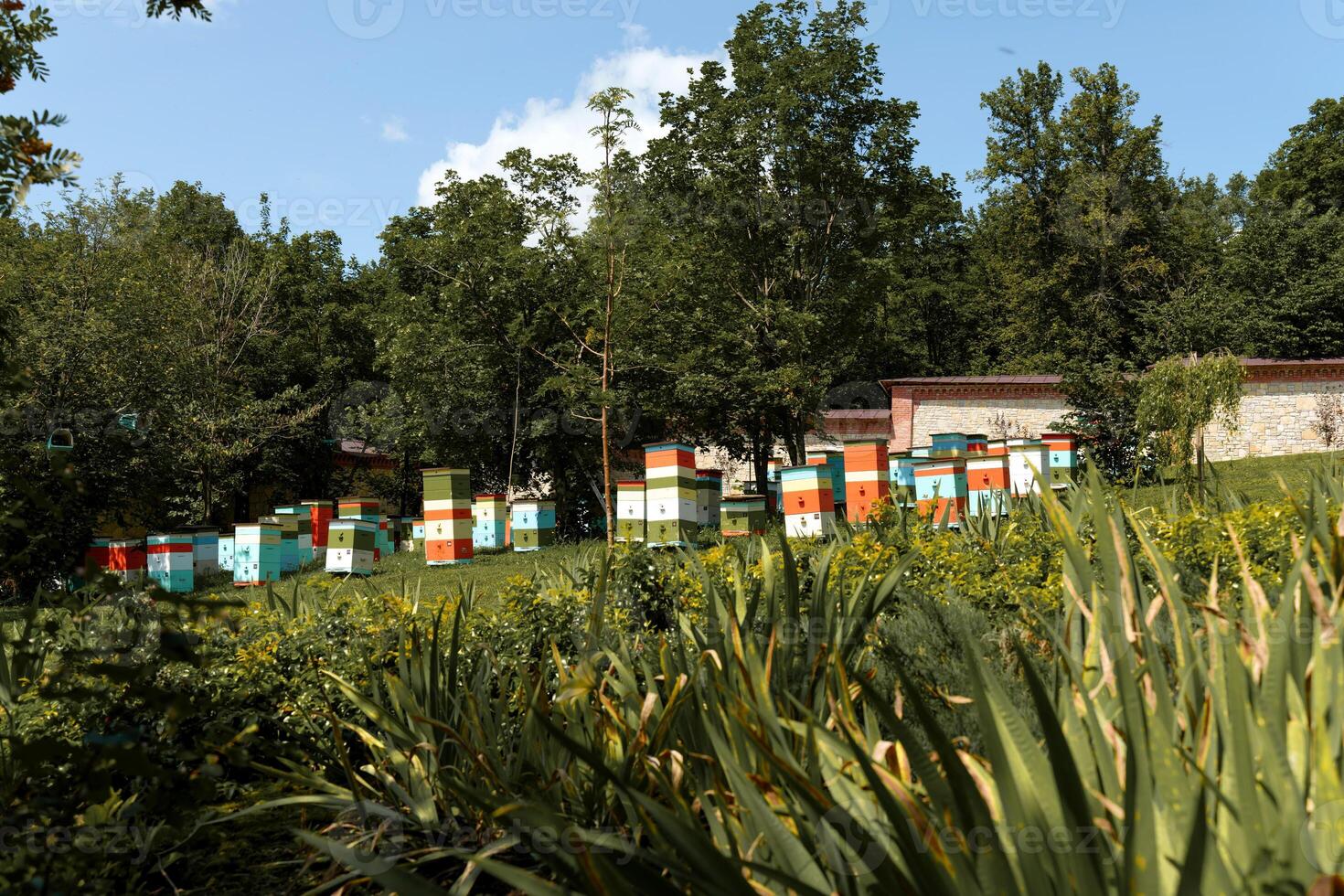 Colorful, artfully-designed beehives in a small, rustic apiary photo