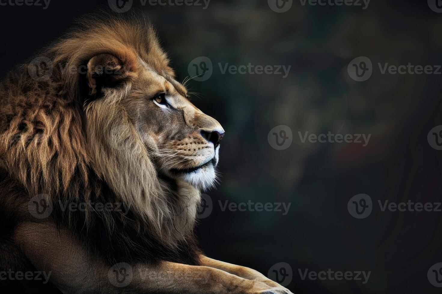 Close-up profile of a lion showing its majestic mane. photo